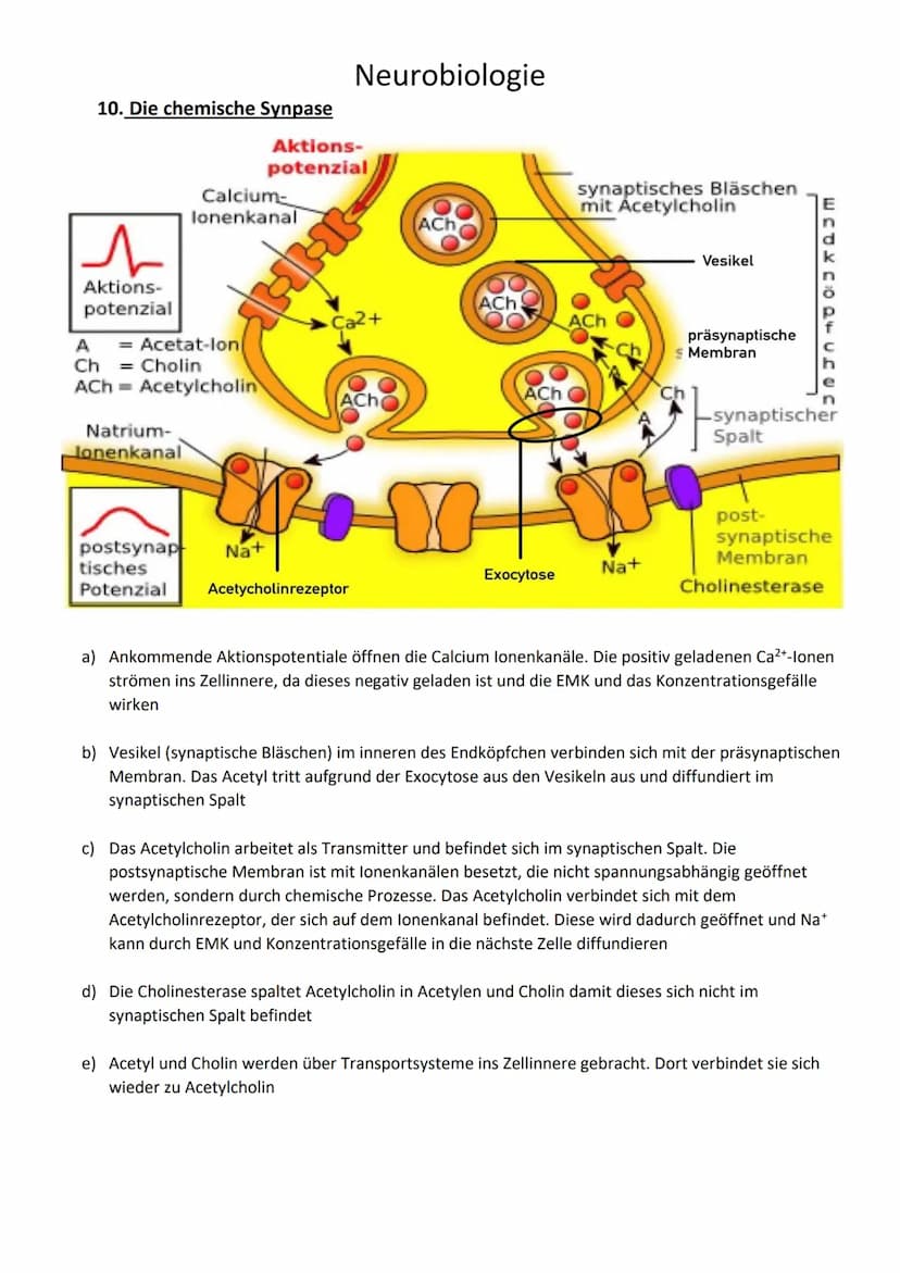 Neurobiologie
1. Begriffe
Reizenergie: Reize, die die Sinnesorgane aufgenommen haben und in Energie umgewandelt
haben
Reiz-Energie-Transform