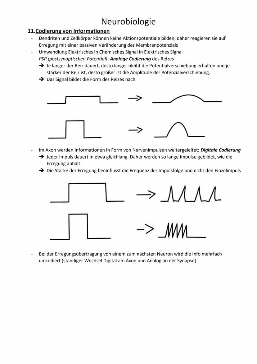 Neurobiologie
1. Begriffe
Reizenergie: Reize, die die Sinnesorgane aufgenommen haben und in Energie umgewandelt
haben
Reiz-Energie-Transform
