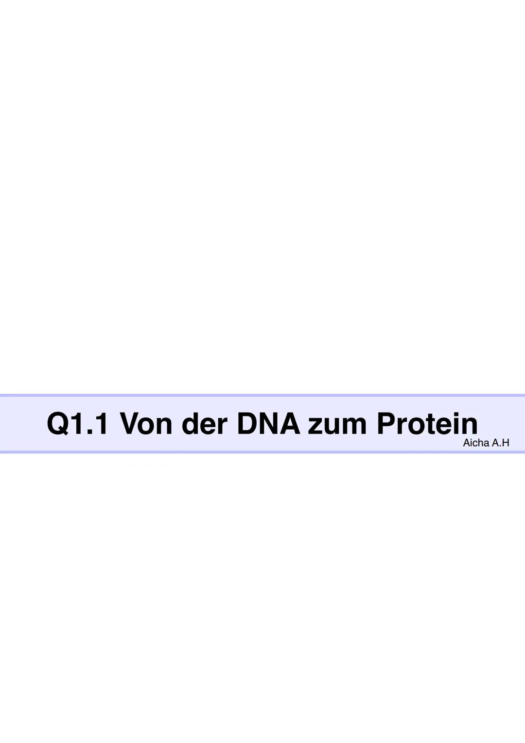 Alles über Proteinbiosynthese: Ablauf, Transkription & Translation