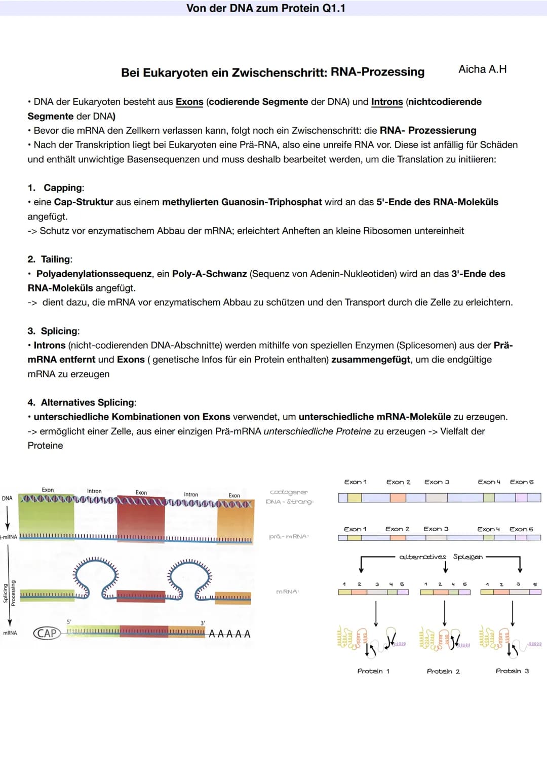 Q1.1 Von der DNA zum Protein
Aicha A.H Von der DNA zum Protein Q1.1
Q1 Abitur 2023 - Biologie LK
Aufbau der DNA und das Watson-Crick Modell 