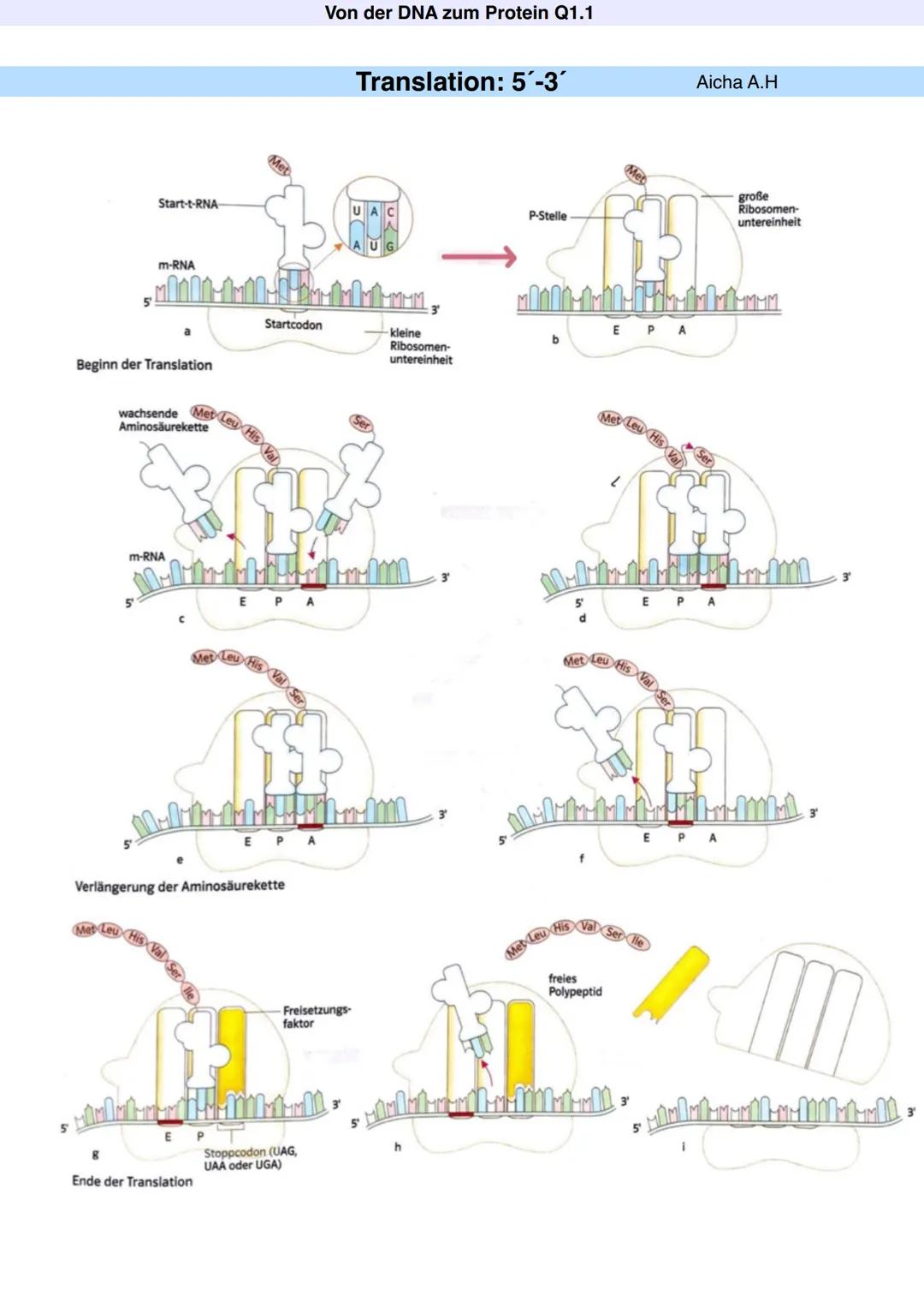 Q1.1 Von der DNA zum Protein
Aicha A.H Von der DNA zum Protein Q1.1
Q1 Abitur 2023 - Biologie LK
Aufbau der DNA und das Watson-Crick Modell 