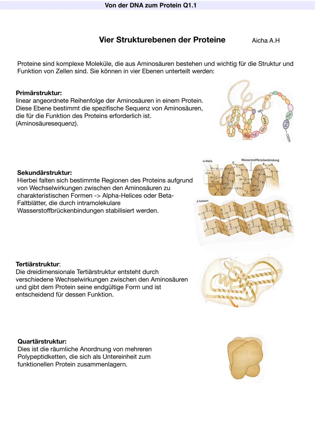 Q1.1 Von der DNA zum Protein
Aicha A.H Von der DNA zum Protein Q1.1
Q1 Abitur 2023 - Biologie LK
Aufbau der DNA und das Watson-Crick Modell 