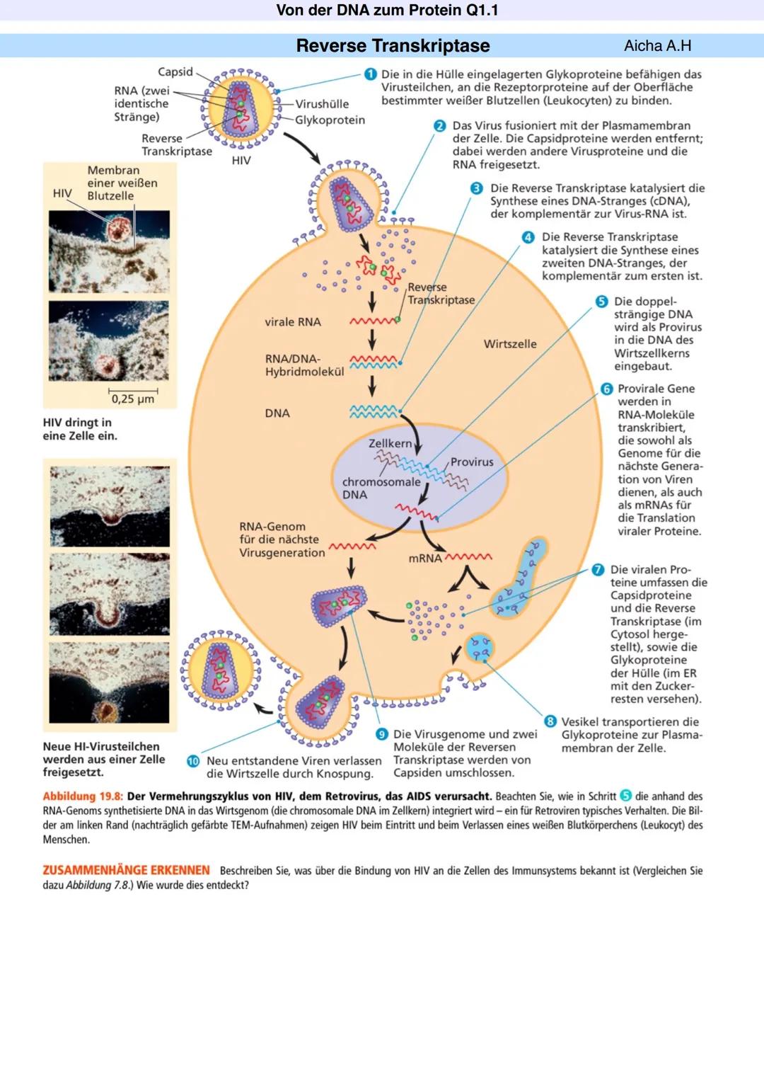 Q1.1 Von der DNA zum Protein
Aicha A.H Von der DNA zum Protein Q1.1
Q1 Abitur 2023 - Biologie LK
Aufbau der DNA und das Watson-Crick Modell 