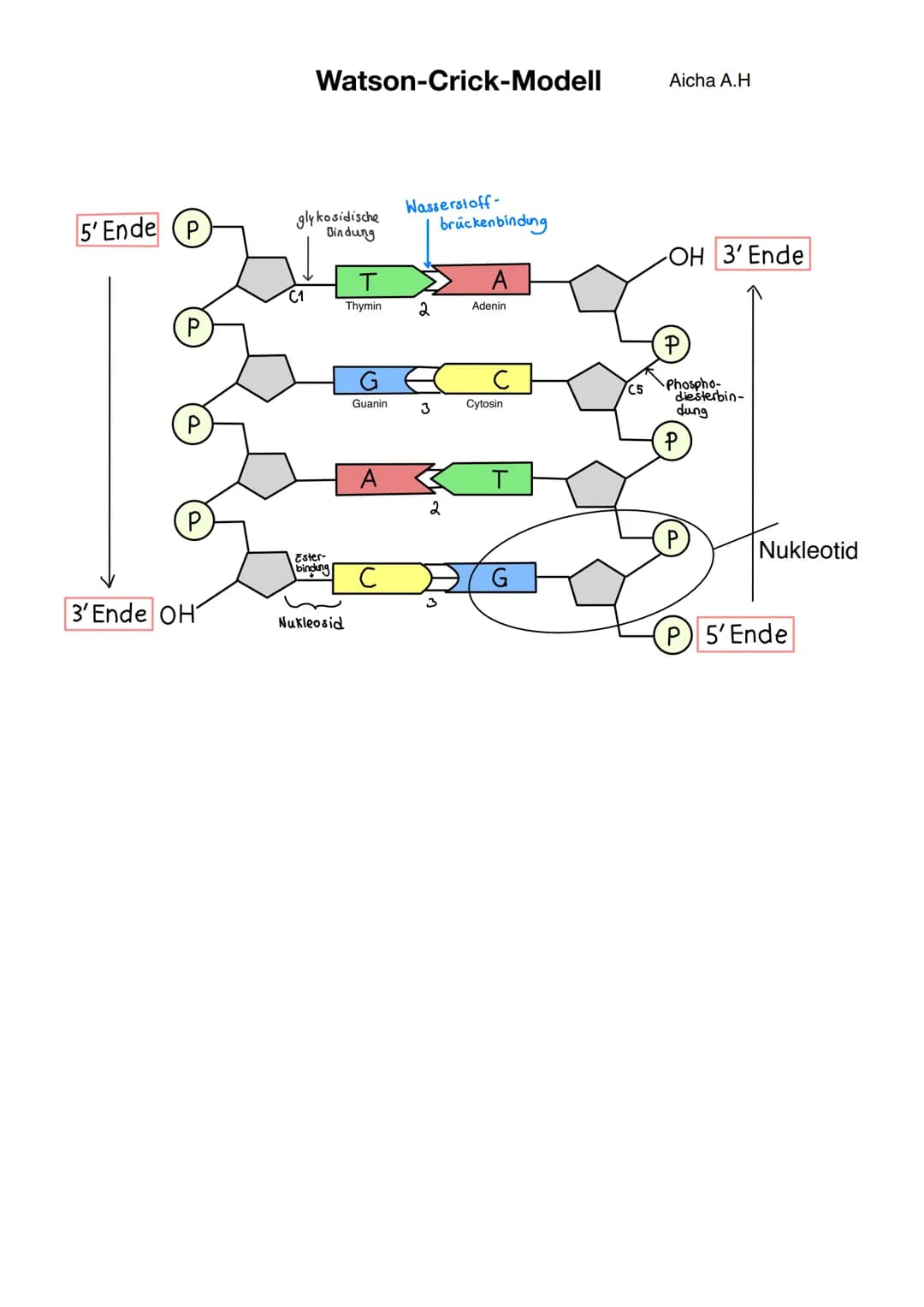 Q1.1 Von der DNA zum Protein
Aicha A.H Von der DNA zum Protein Q1.1
Q1 Abitur 2023 - Biologie LK
Aufbau der DNA und das Watson-Crick Modell 