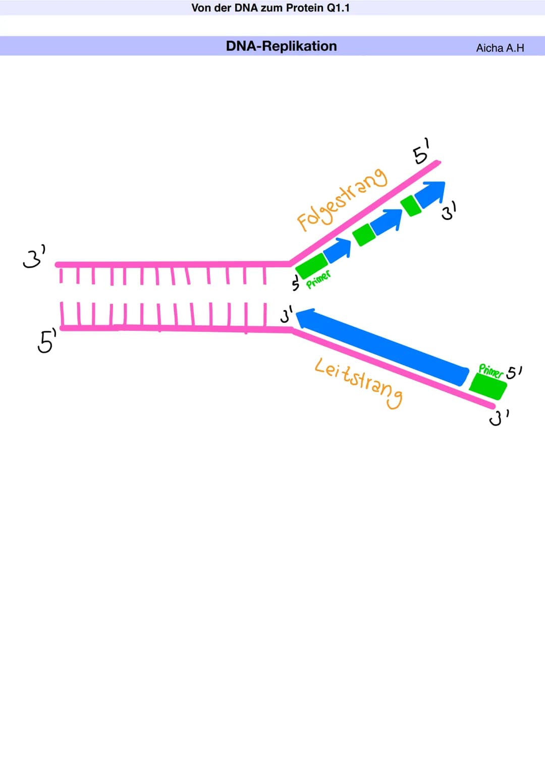 Q1.1 Von der DNA zum Protein
Aicha A.H Von der DNA zum Protein Q1.1
Q1 Abitur 2023 - Biologie LK
Aufbau der DNA und das Watson-Crick Modell 