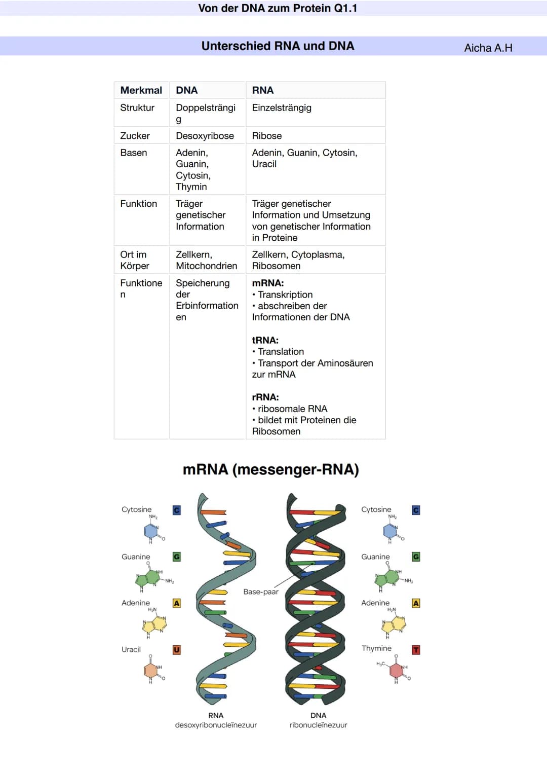 Q1.1 Von der DNA zum Protein
Aicha A.H Von der DNA zum Protein Q1.1
Q1 Abitur 2023 - Biologie LK
Aufbau der DNA und das Watson-Crick Modell 