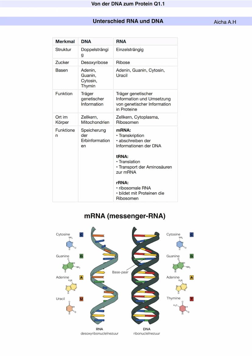 Q1.1 Von der DNA zum Protein
Aicha A.H Von der DNA zum Protein Q1.1
Q1 Abitur 2023 - Biologie LK
Aufbau der DNA und das Watson-Crick Modell 