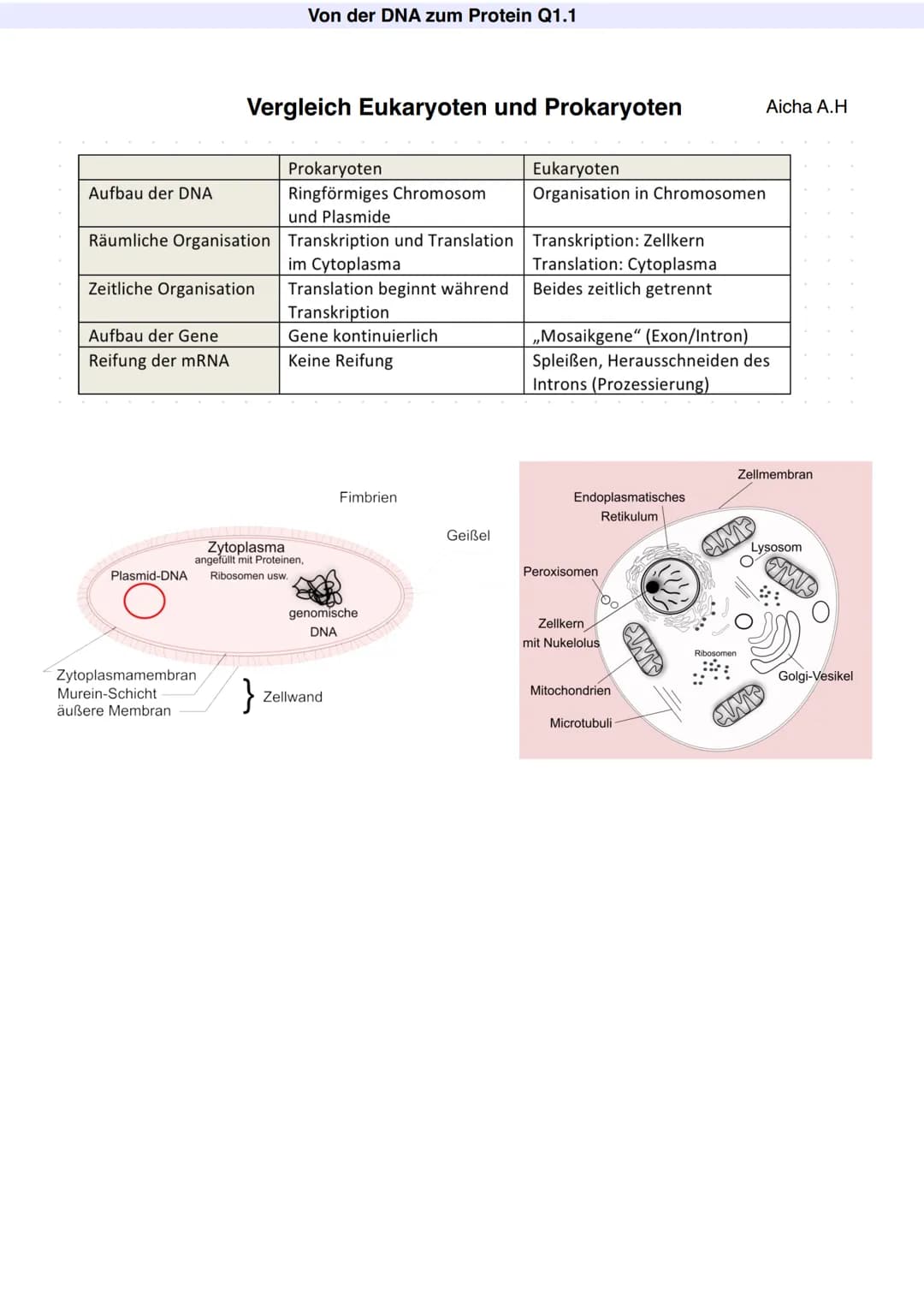 Q1.1 Von der DNA zum Protein
Aicha A.H Von der DNA zum Protein Q1.1
Q1 Abitur 2023 - Biologie LK
Aufbau der DNA und das Watson-Crick Modell 