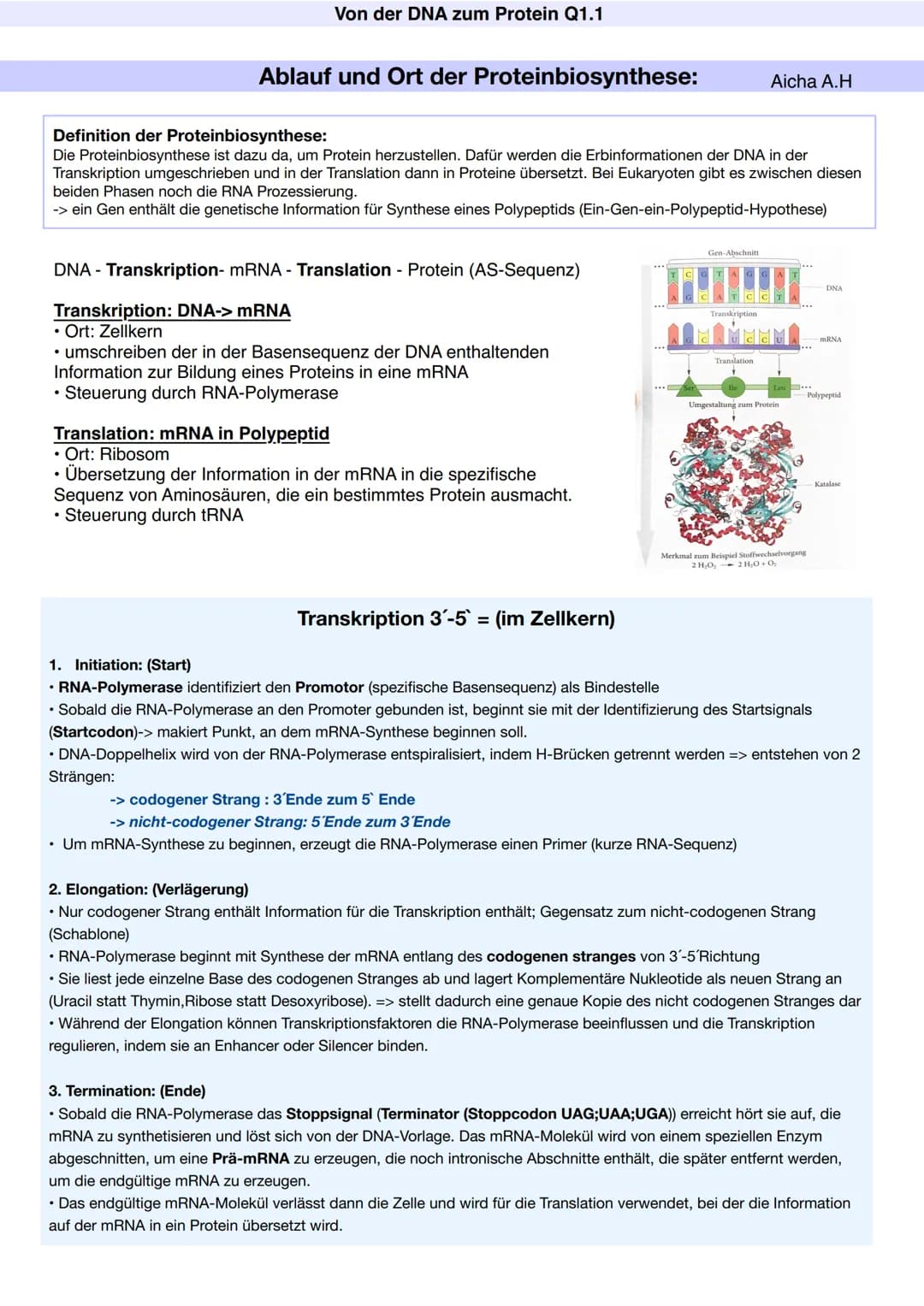 Q1.1 Von der DNA zum Protein
Aicha A.H Von der DNA zum Protein Q1.1
Q1 Abitur 2023 - Biologie LK
Aufbau der DNA und das Watson-Crick Modell 