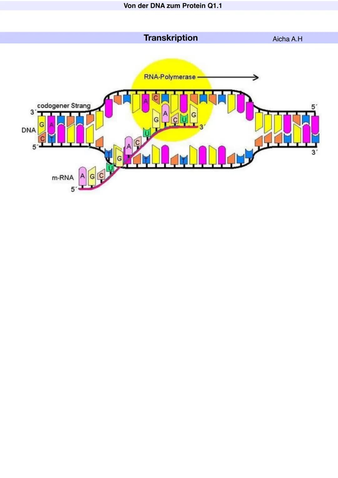 Q1.1 Von der DNA zum Protein
Aicha A.H Von der DNA zum Protein Q1.1
Q1 Abitur 2023 - Biologie LK
Aufbau der DNA und das Watson-Crick Modell 