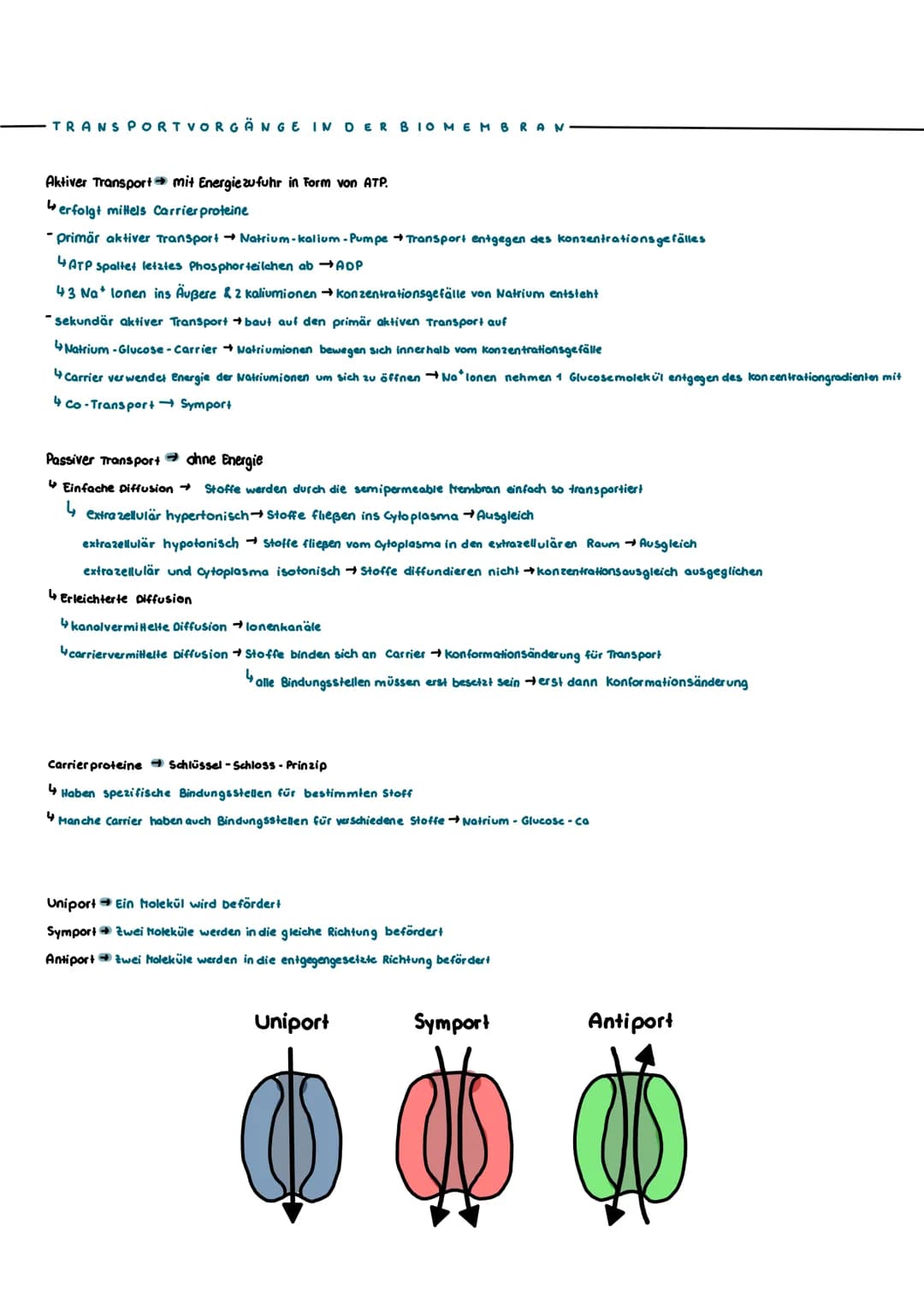 TRANSPORT VORGÄNGE IN DER BIOMEMBRAN
Aktiver Transport mit Energiezufuhr in Form von ATP.
erfolgt mittels Carrier proteine
-primär aktiver T