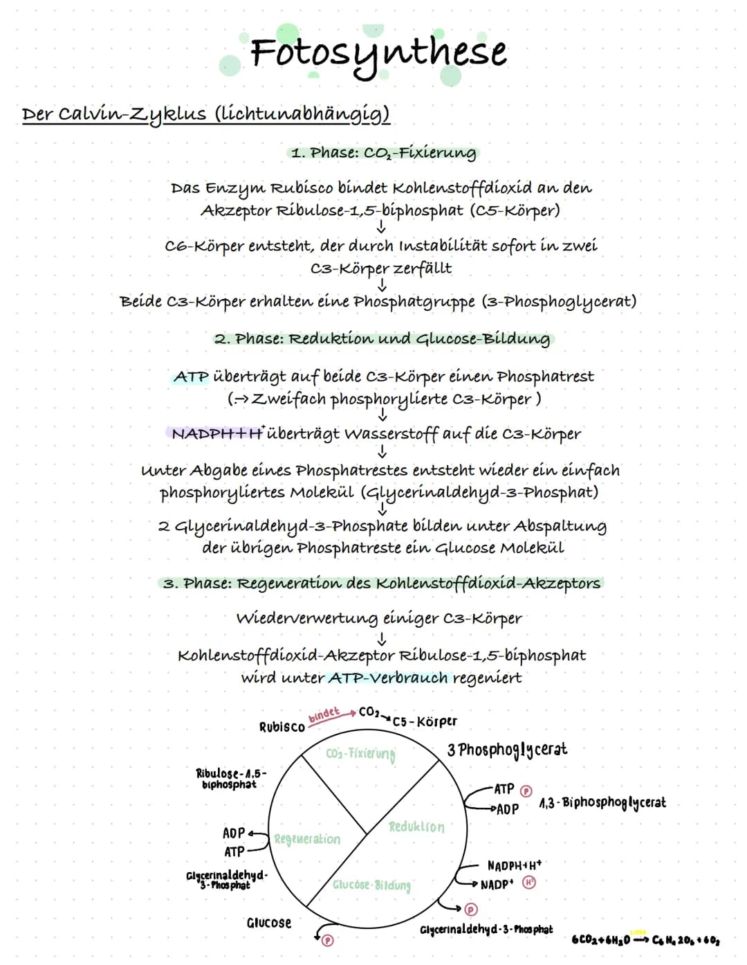 Fotosynthese
Fotoreaktion (lichtabhängig) im Thylakoid
Licht fällt auf das Fotosystem 2
↓
Absorbierte Lichtenergie (vom Lichtsammelkomplex)
