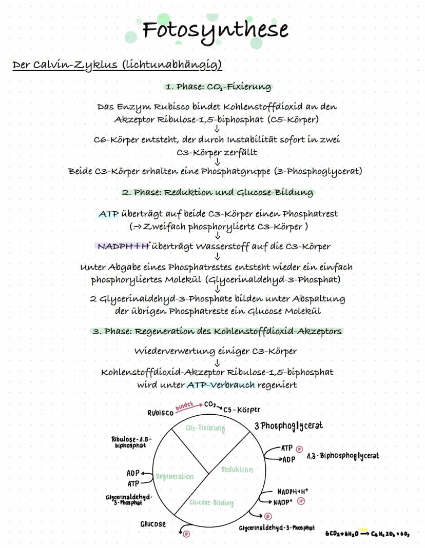 Fotosynthese
Fotoreaktion (lichtabhängig) im Thylakoid
Licht fällt auf das Fotosystem 2
↓
Absorbierte Lichtenergie (vom Lichtsammelkomplex)
