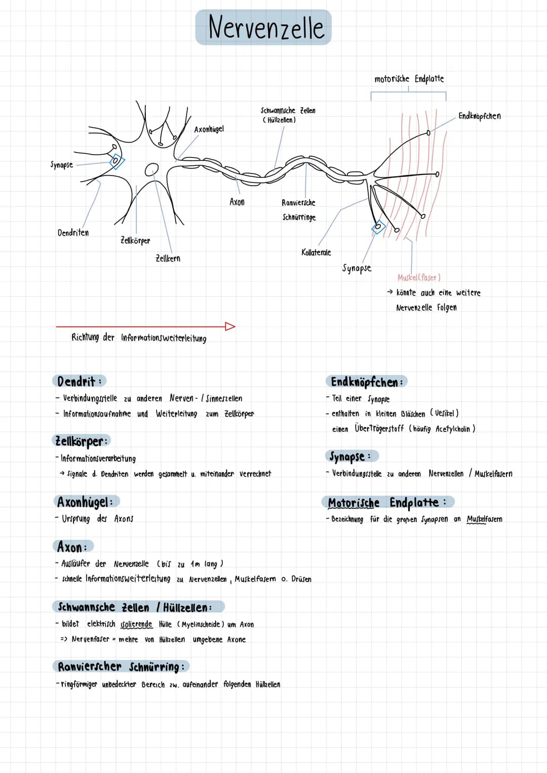 Synapse
Dendriten
Zellkörper
Zellkern
Nervenzelle
Axonhügel
Richtung der Informationsweiterleitung
Axonhügel:
- Ursprung des Axons
Axon
Dend