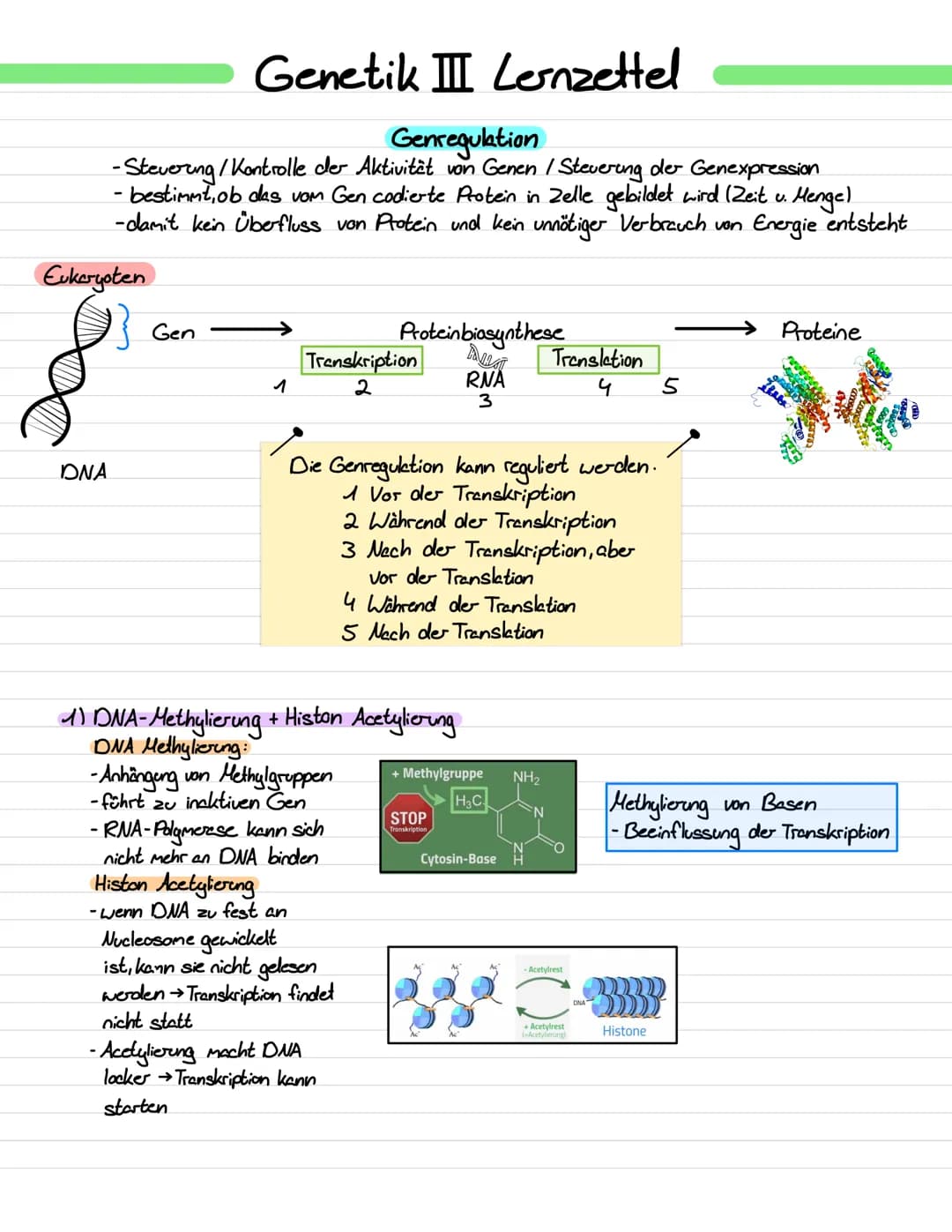 Genetik III Lernzettel
Genregulation
-Stevering /!
/Kontrolle der Aktivität von Genen / Steuerung der Genexpression
- bestimmt, ob das vom G