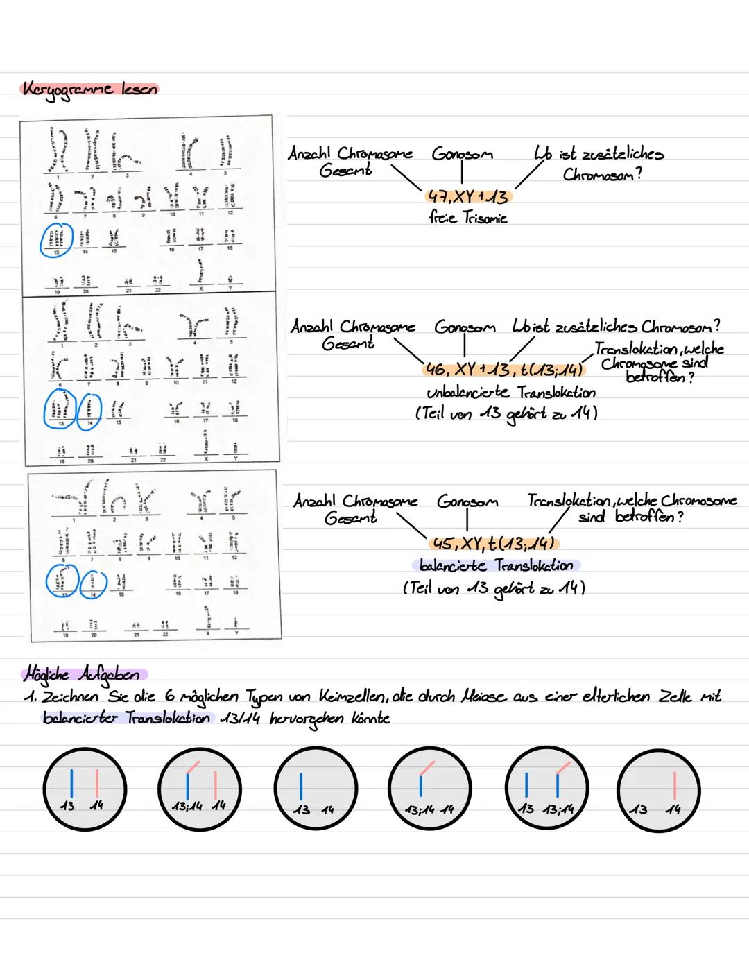 Genetik III Lernzettel
Genregulation
-Stevering /!
/Kontrolle der Aktivität von Genen / Steuerung der Genexpression
- bestimmt, ob das vom G