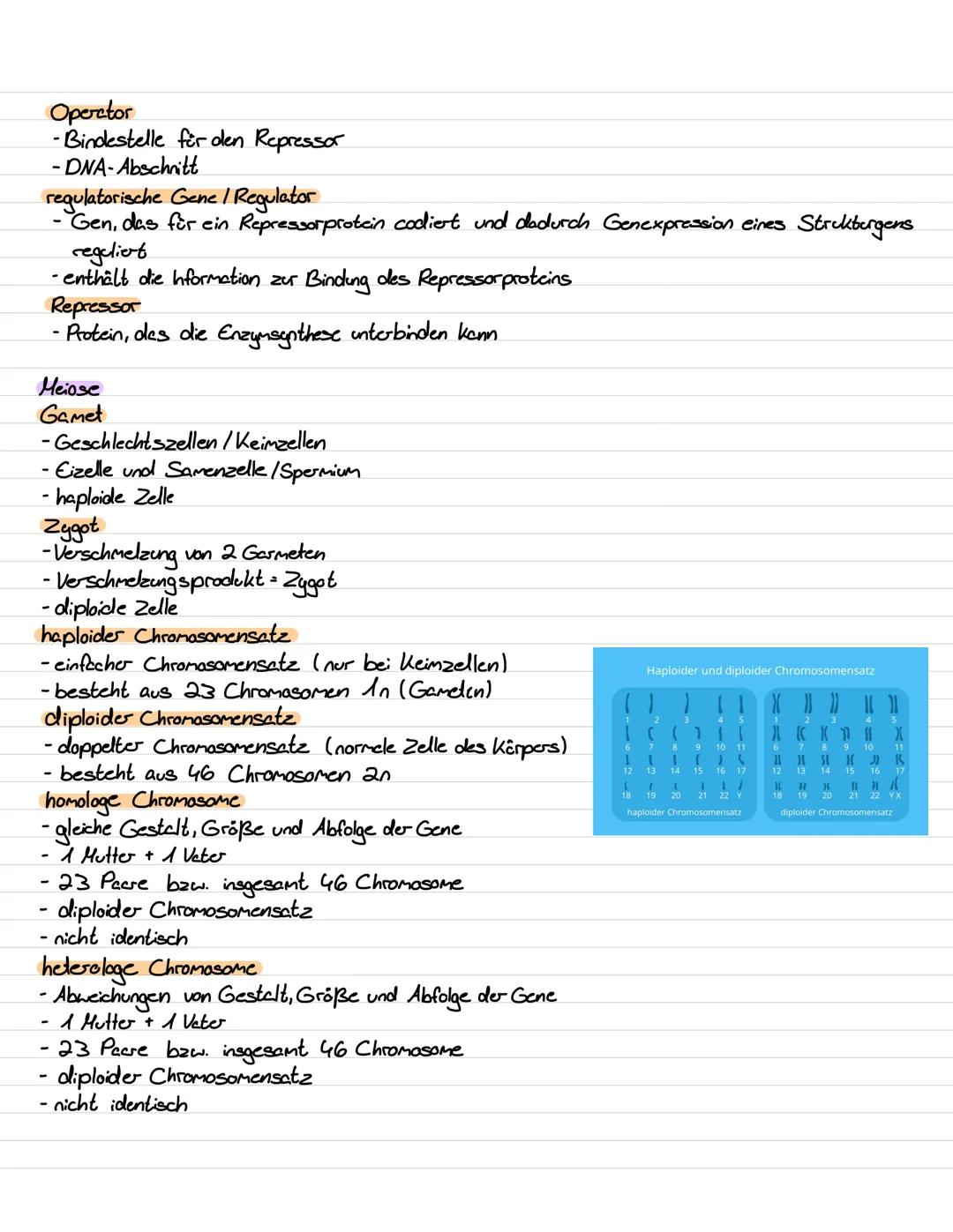 Genetik III Lernzettel
Genregulation
-Stevering /!
/Kontrolle der Aktivität von Genen / Steuerung der Genexpression
- bestimmt, ob das vom G