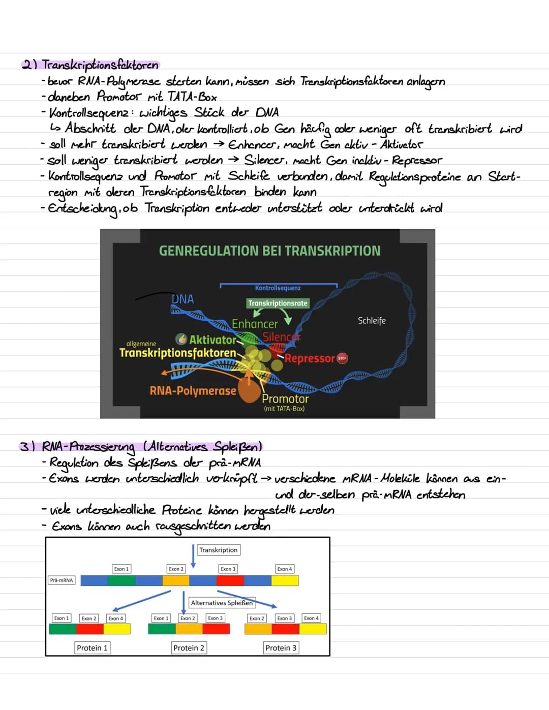 Genetik III Lernzettel
Genregulation
-Stevering /!
/Kontrolle der Aktivität von Genen / Steuerung der Genexpression
- bestimmt, ob das vom G