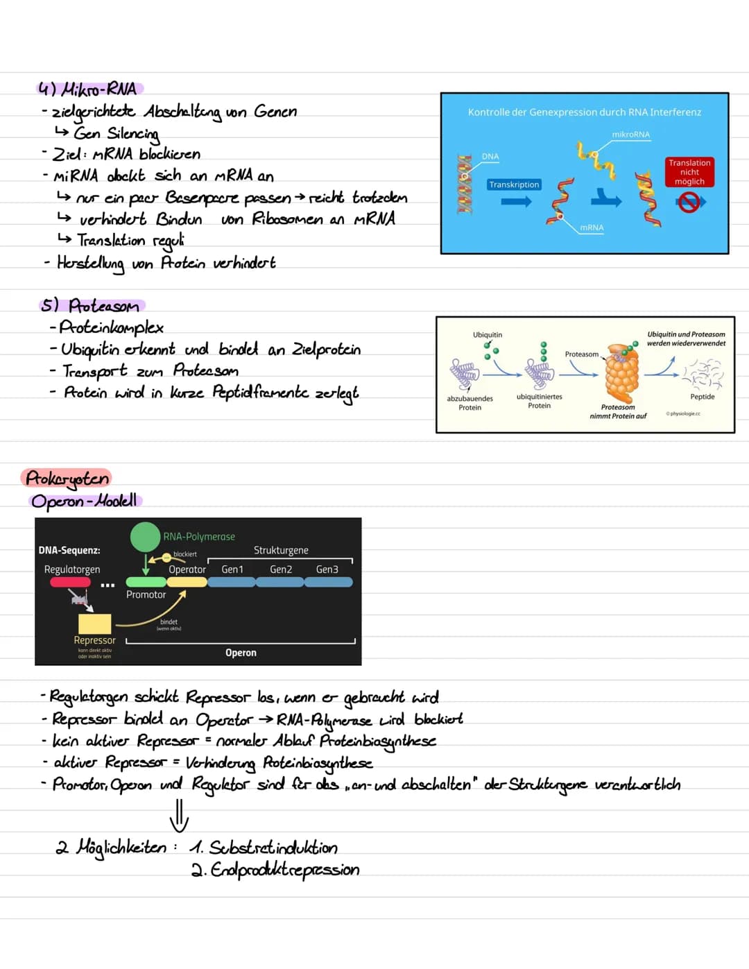 Genetik III Lernzettel
Genregulation
-Stevering /!
/Kontrolle der Aktivität von Genen / Steuerung der Genexpression
- bestimmt, ob das vom G