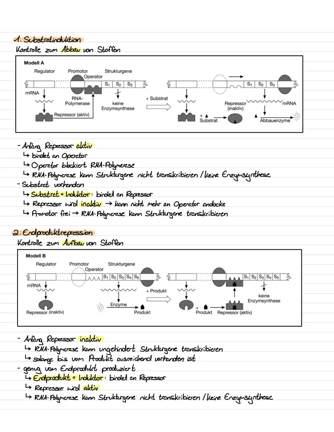 Genetik III Lernzettel
Genregulation
-Stevering /!
/Kontrolle der Aktivität von Genen / Steuerung der Genexpression
- bestimmt, ob das vom G