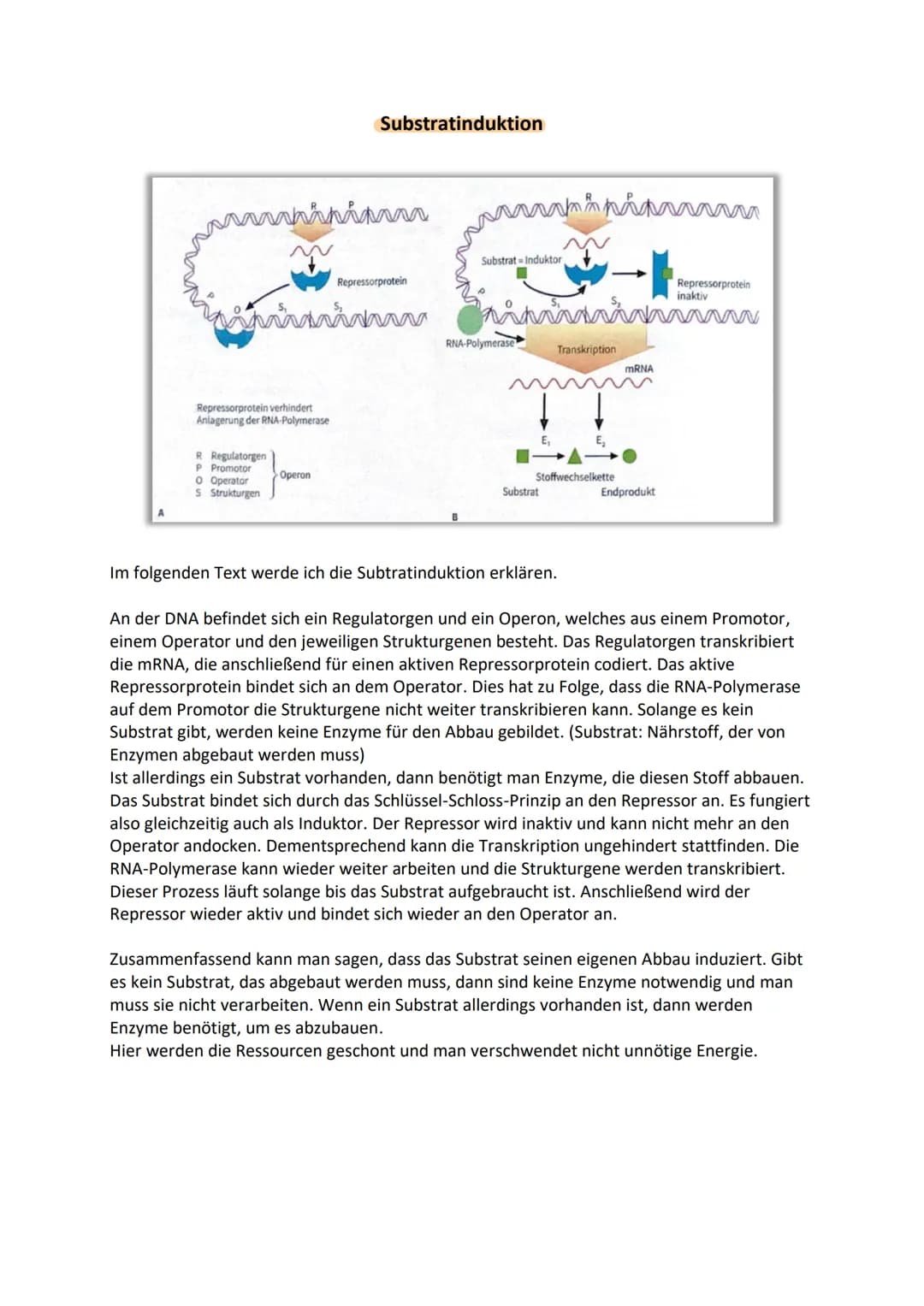 Genetik III Lernzettel
Genregulation
-Stevering /!
/Kontrolle der Aktivität von Genen / Steuerung der Genexpression
- bestimmt, ob das vom G