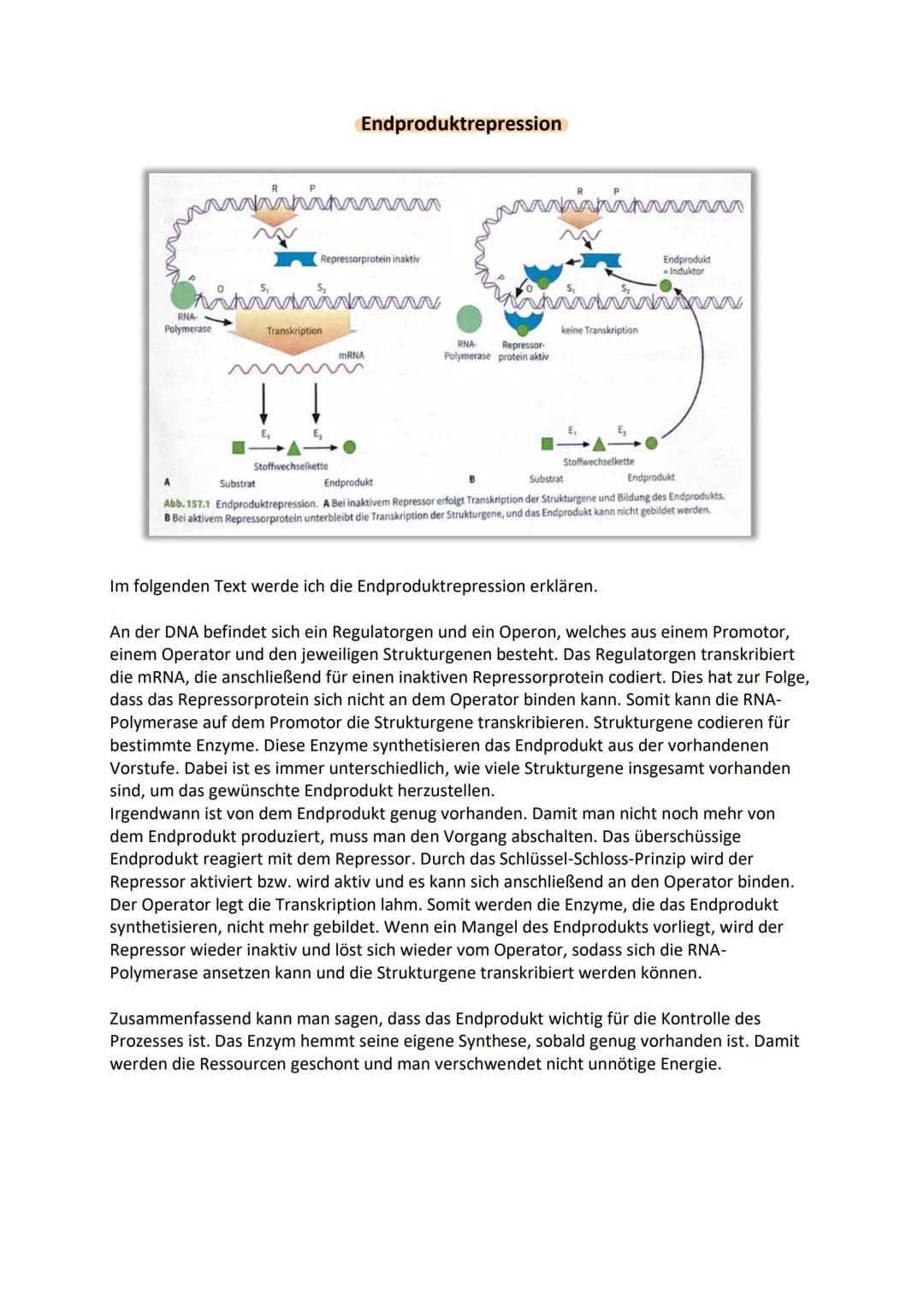 Genetik III Lernzettel
Genregulation
-Stevering /!
/Kontrolle der Aktivität von Genen / Steuerung der Genexpression
- bestimmt, ob das vom G