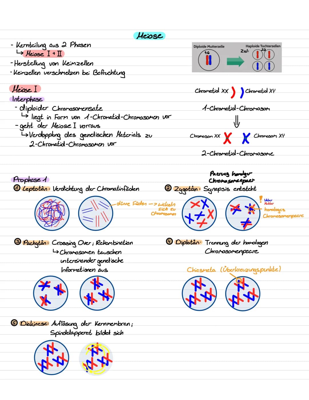 Genetik III Lernzettel
Genregulation
-Stevering /!
/Kontrolle der Aktivität von Genen / Steuerung der Genexpression
- bestimmt, ob das vom G