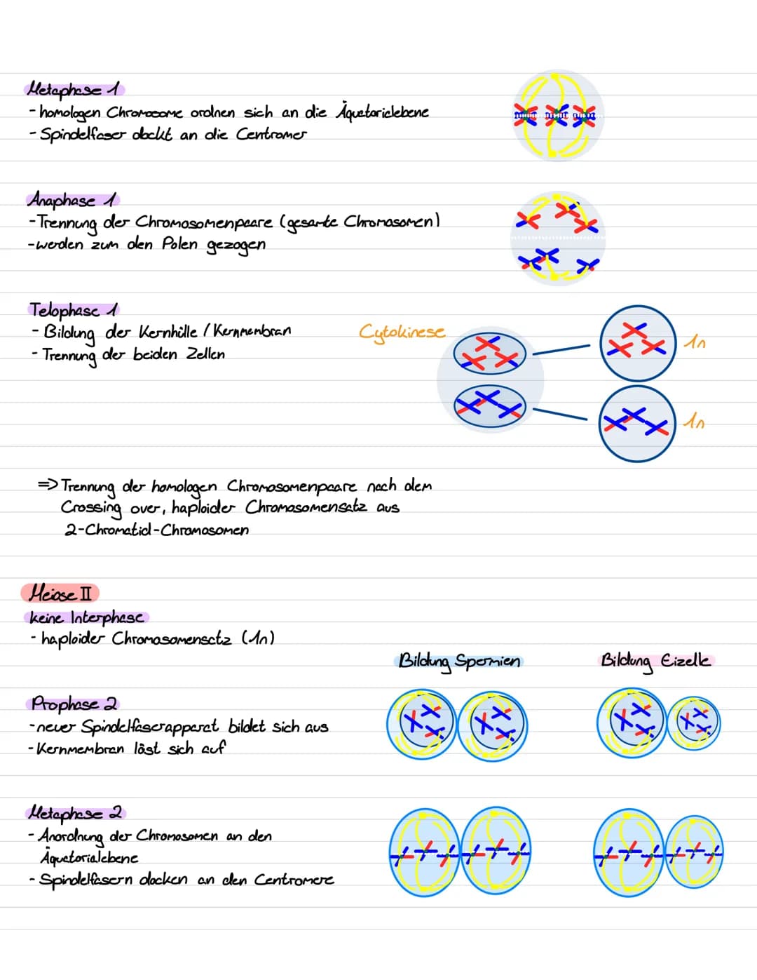 Genetik III Lernzettel
Genregulation
-Stevering /!
/Kontrolle der Aktivität von Genen / Steuerung der Genexpression
- bestimmt, ob das vom G