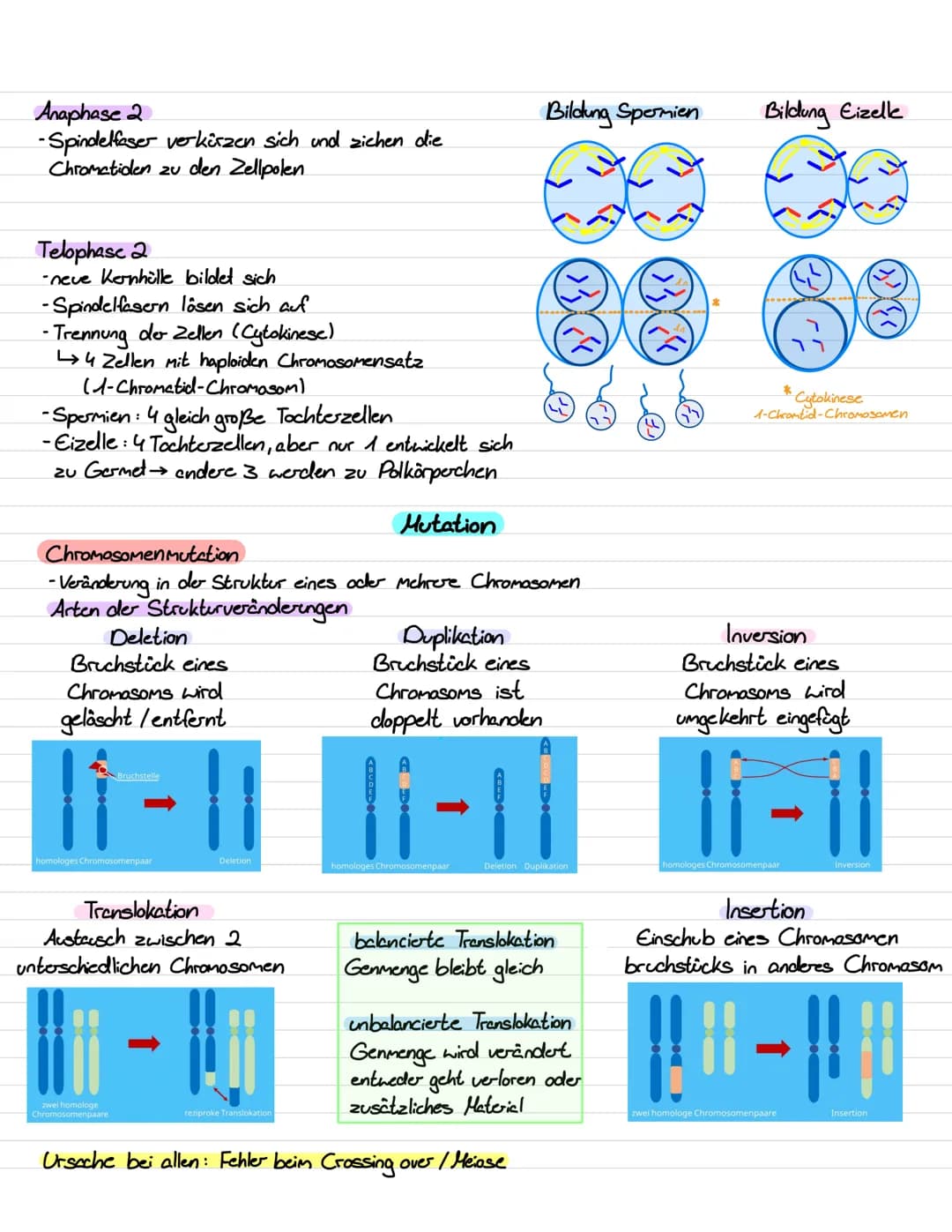 Genetik III Lernzettel
Genregulation
-Stevering /!
/Kontrolle der Aktivität von Genen / Steuerung der Genexpression
- bestimmt, ob das vom G