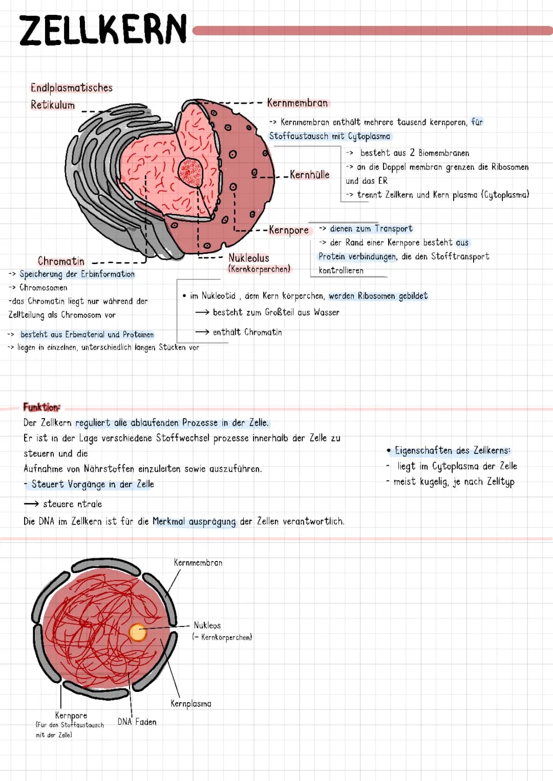 Zellkern lernzettel