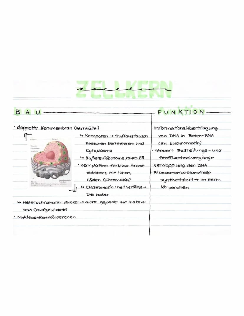 
<p>Eucytes sind Zellen, die verschiedene Formen haben können, wie rund, oval, lang oder verzweigt. Sie haben eine äußere Membran und enthal