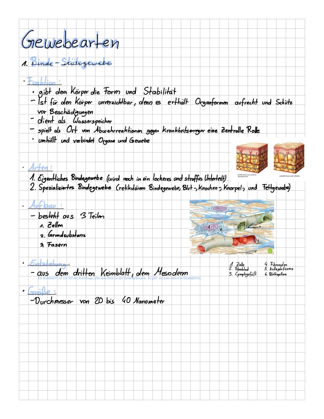 Gewebearten
1. Binde - Stätigewebe
.
• gibt dem Körper die Form und Stabilität
Ist für den Körper unverzichtbar, denn es erthält Organformen