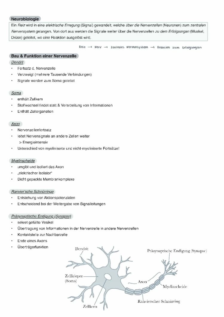 Know Neurobiologie ABI‘ 23 GK thumbnail