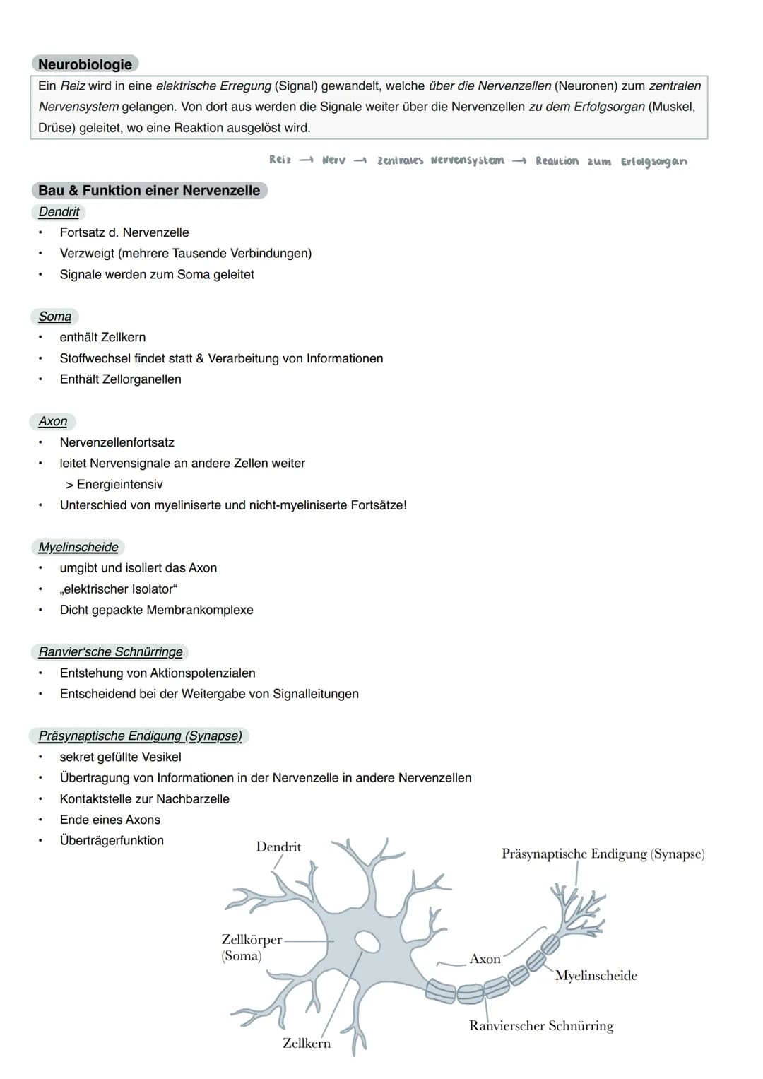 Neurobiologie
Ein Reiz wird in eine elektrische Erregung (Signal) gewandelt, welche über die Nervenzellen (Neuronen) zum zentralen
Nervensys