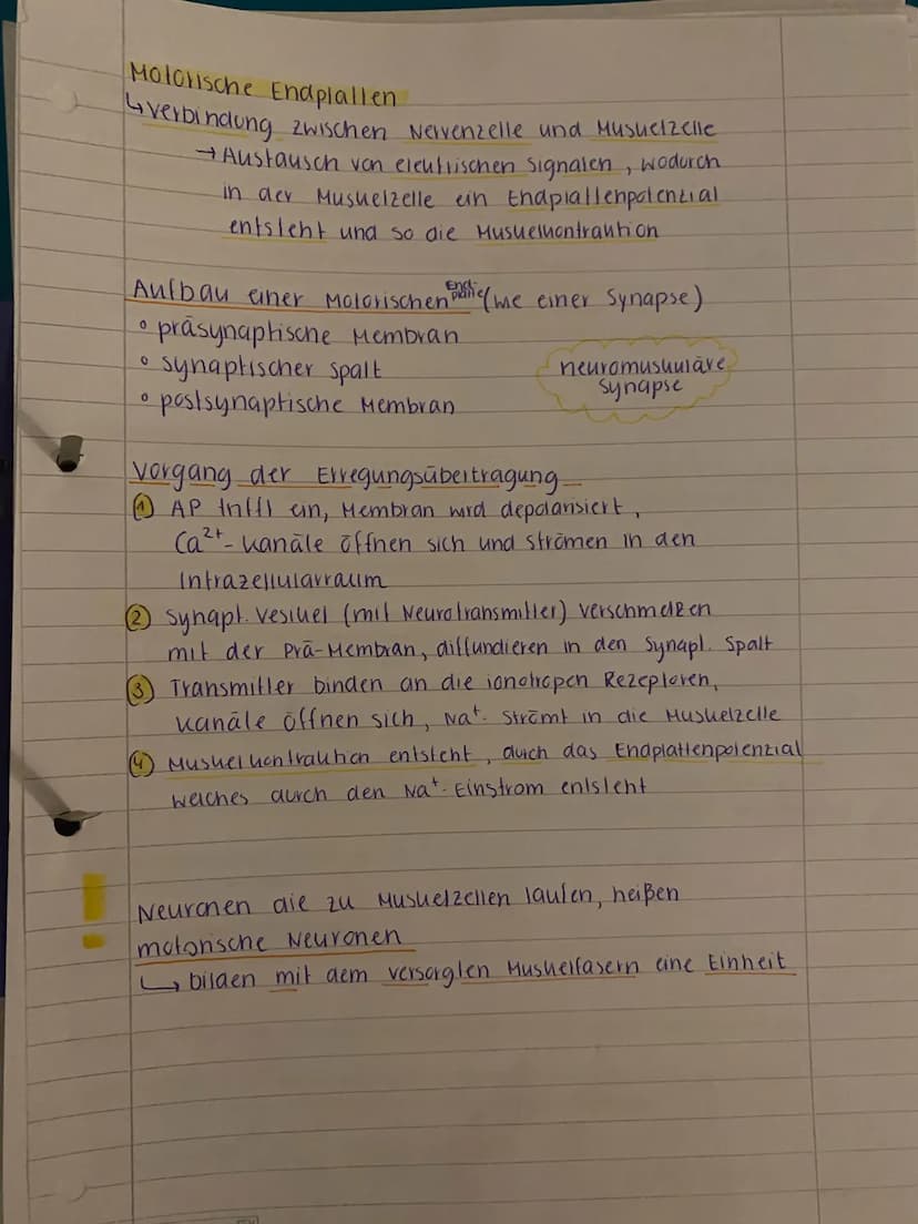 Neurobiologie
Ein Reiz wird in eine elektrische Erregung (Signal) gewandelt, welche über die Nervenzellen (Neuronen) zum zentralen
Nervensys