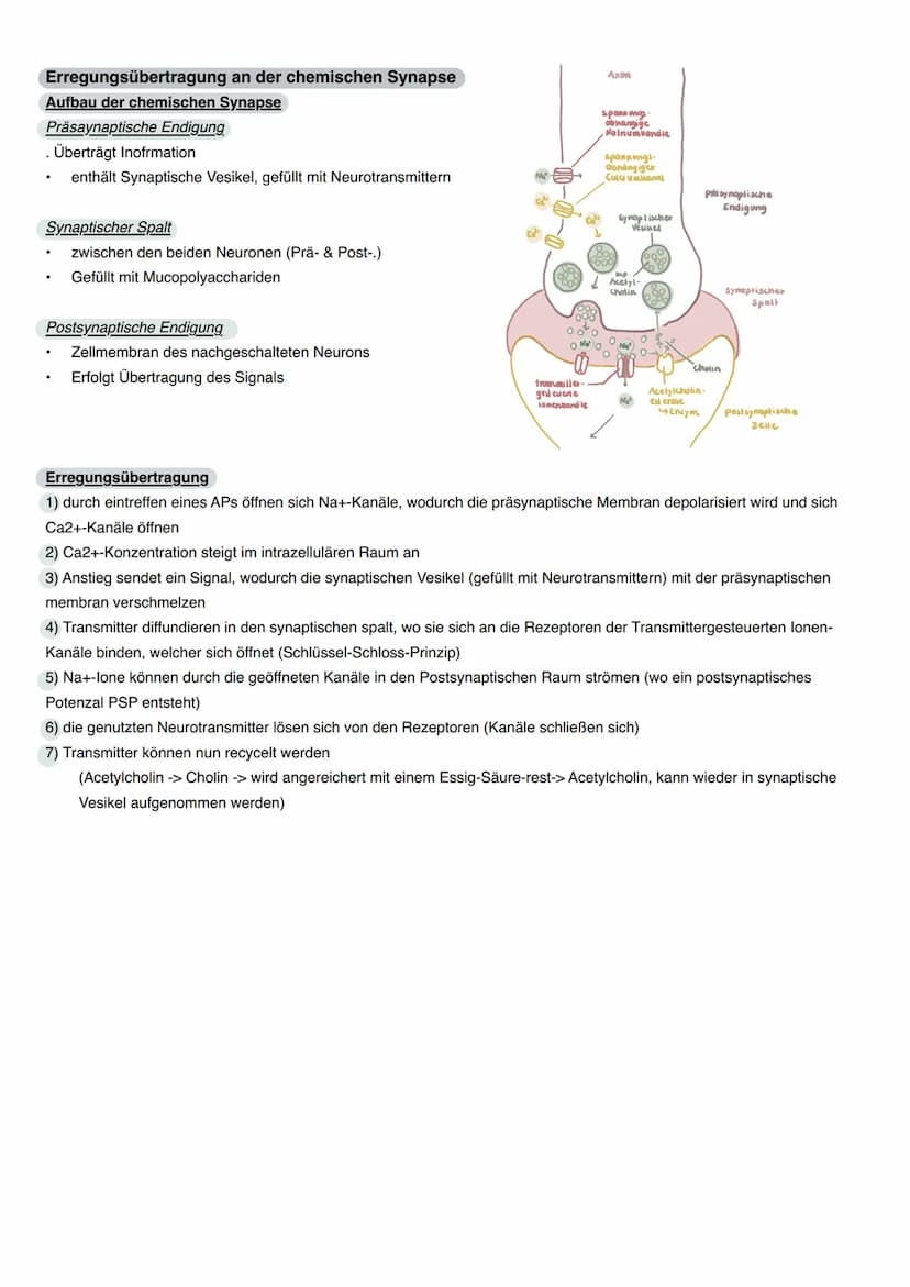 Neurobiologie
Ein Reiz wird in eine elektrische Erregung (Signal) gewandelt, welche über die Nervenzellen (Neuronen) zum zentralen
Nervensys