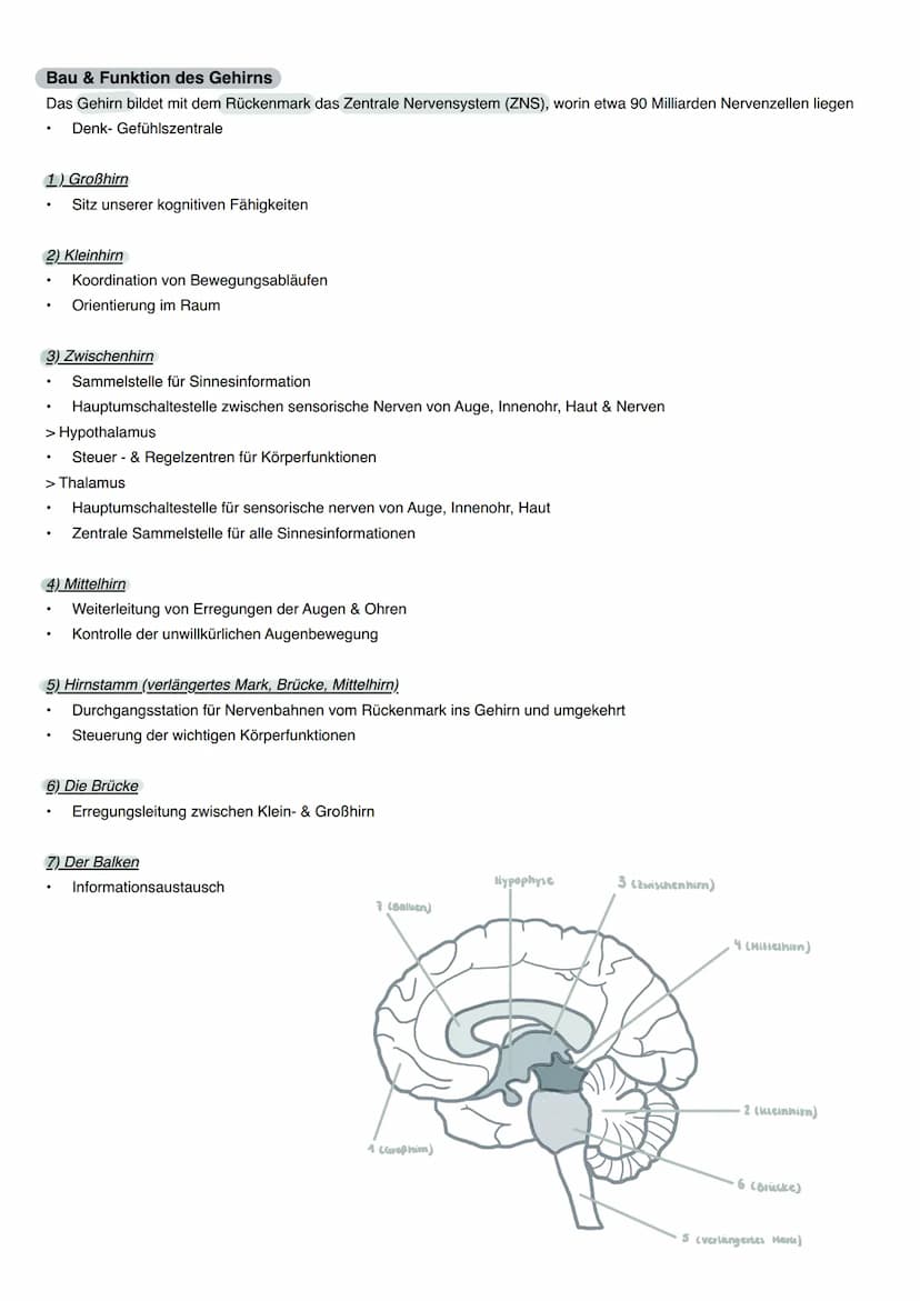 Neurobiologie
Ein Reiz wird in eine elektrische Erregung (Signal) gewandelt, welche über die Nervenzellen (Neuronen) zum zentralen
Nervensys