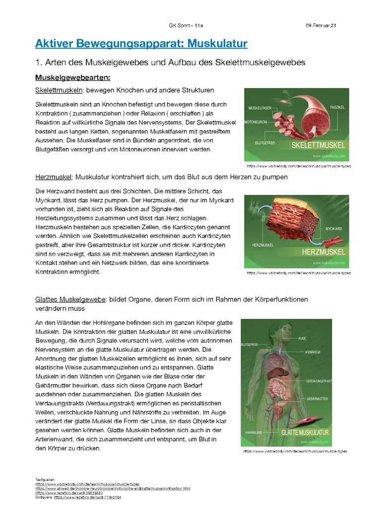 Know Arten des Muskelgewebes, Querbrückenzyklus  thumbnail