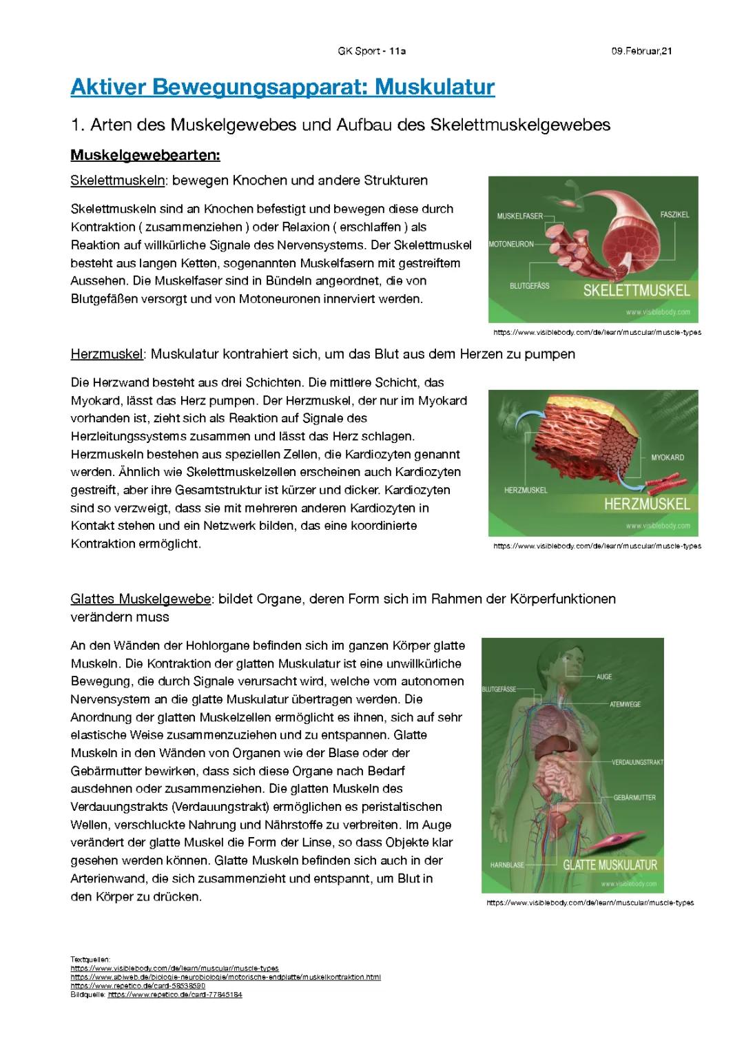 3 Arten von Muskelgewebe: Quergestreifte und Glatte Muskulatur, Querbrückenzyklus einfach erklärt