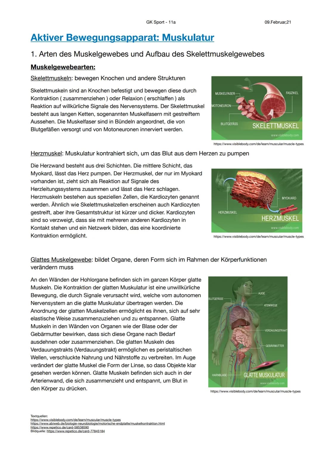 Aktiver Bewegungsapparat: Muskulatur
1. Arten des Muskelgewebes und Aufbau des Skelettmuskelgewebes
Muskelgewebearten:
Skelettmuskeln: beweg