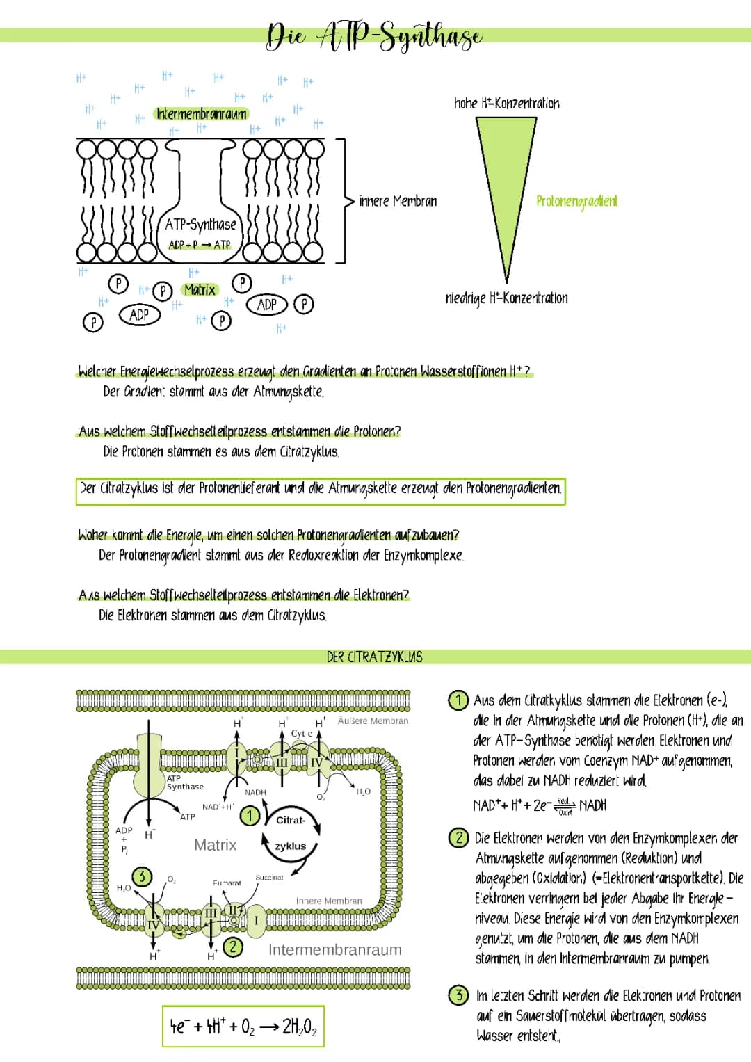 Die ATP-Synthase