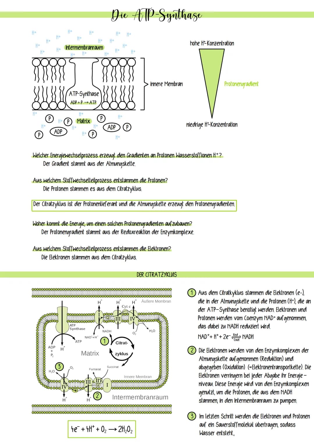 H+
H+
H+
H+
H+
8888
JUH
H+
H+
H+
(P) H+P Matrix
H+
H+
ADP
ADP
Intermembranraum
H₂O
ATP-Synthase
ADP + P → ATP
H
H+
H+ (P
H+
ATP
Synthase
ATP
