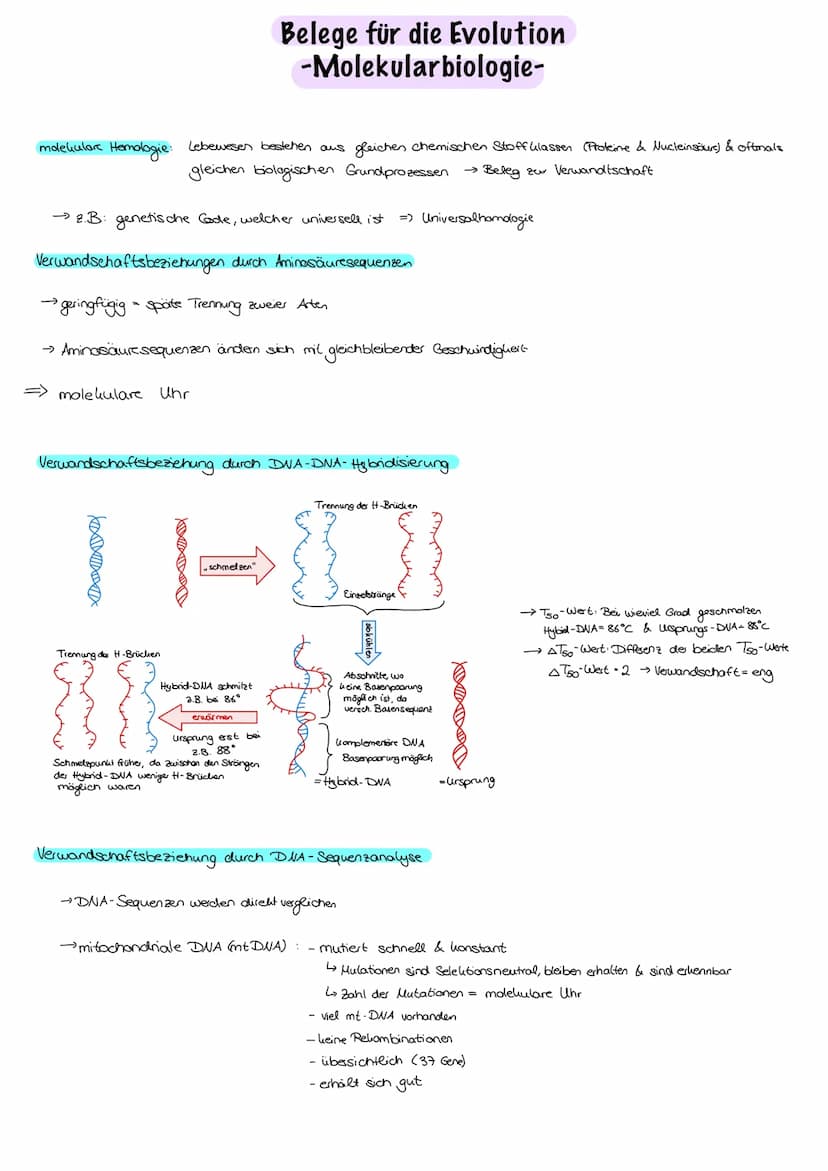 Evolution
Evolution:
nicht vom Menschen beabsichtigt, Anpassung an die Umweltbedingungen,
Entwicklung/Veränderung der phänotypischen Merkmal