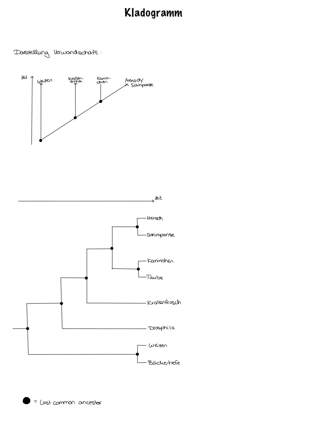 Evolution
Evolution:
nicht vom Menschen beabsichtigt, Anpassung an die Umweltbedingungen,
Entwicklung/Veränderung der phänotypischen Merkmal