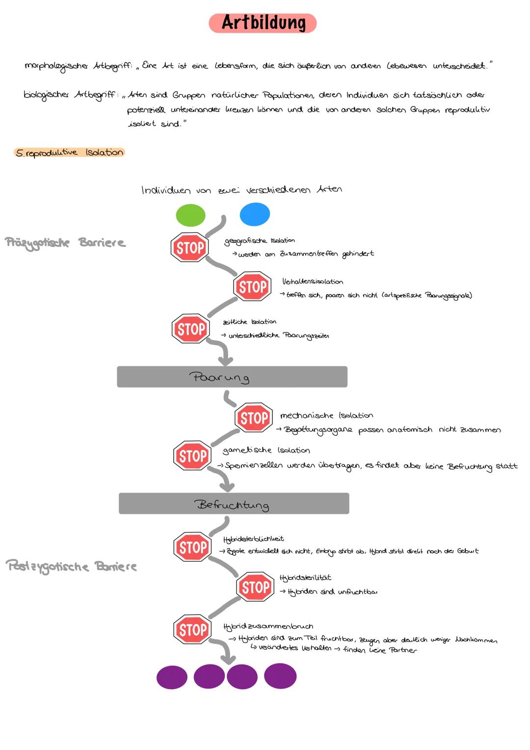 Evolution
Evolution:
nicht vom Menschen beabsichtigt, Anpassung an die Umweltbedingungen,
Entwicklung/Veränderung der phänotypischen Merkmal