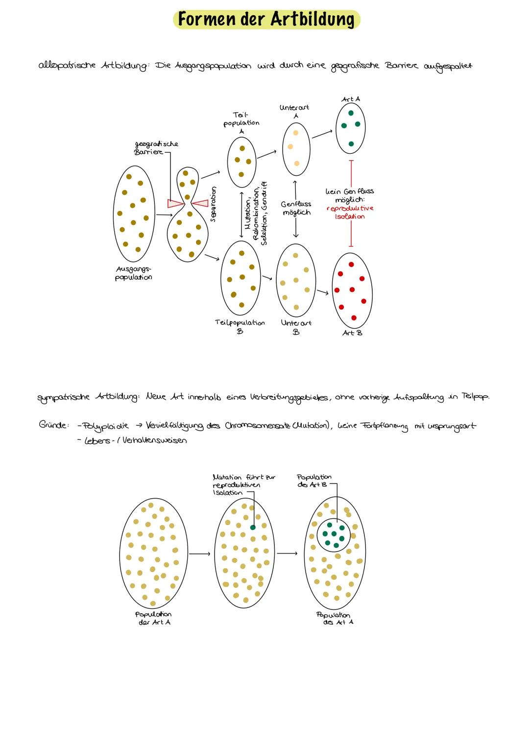 Evolution
Evolution:
nicht vom Menschen beabsichtigt, Anpassung an die Umweltbedingungen,
Entwicklung/Veränderung der phänotypischen Merkmal