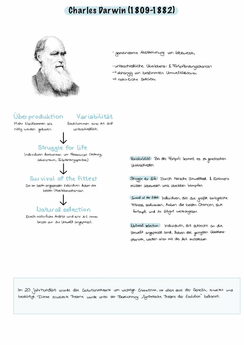 Evolution
Evolution:
nicht vom Menschen beabsichtigt, Anpassung an die Umweltbedingungen,
Entwicklung/Veränderung der phänotypischen Merkmal