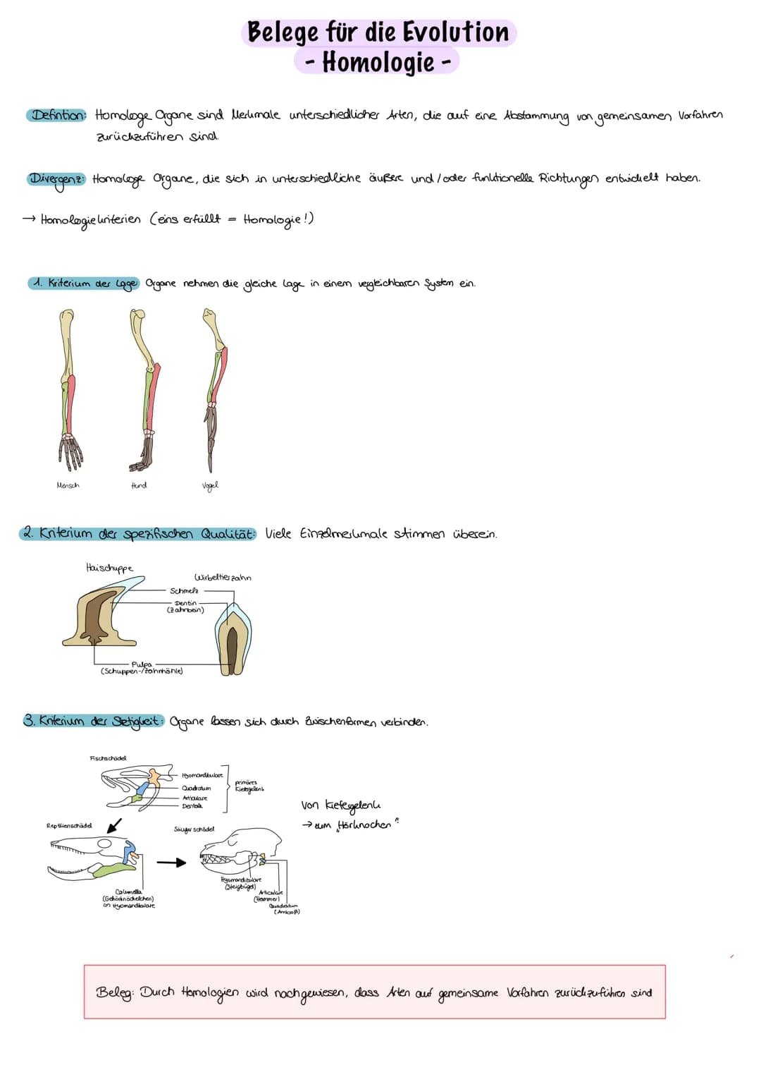 Evolution
Evolution:
nicht vom Menschen beabsichtigt, Anpassung an die Umweltbedingungen,
Entwicklung/Veränderung der phänotypischen Merkmal