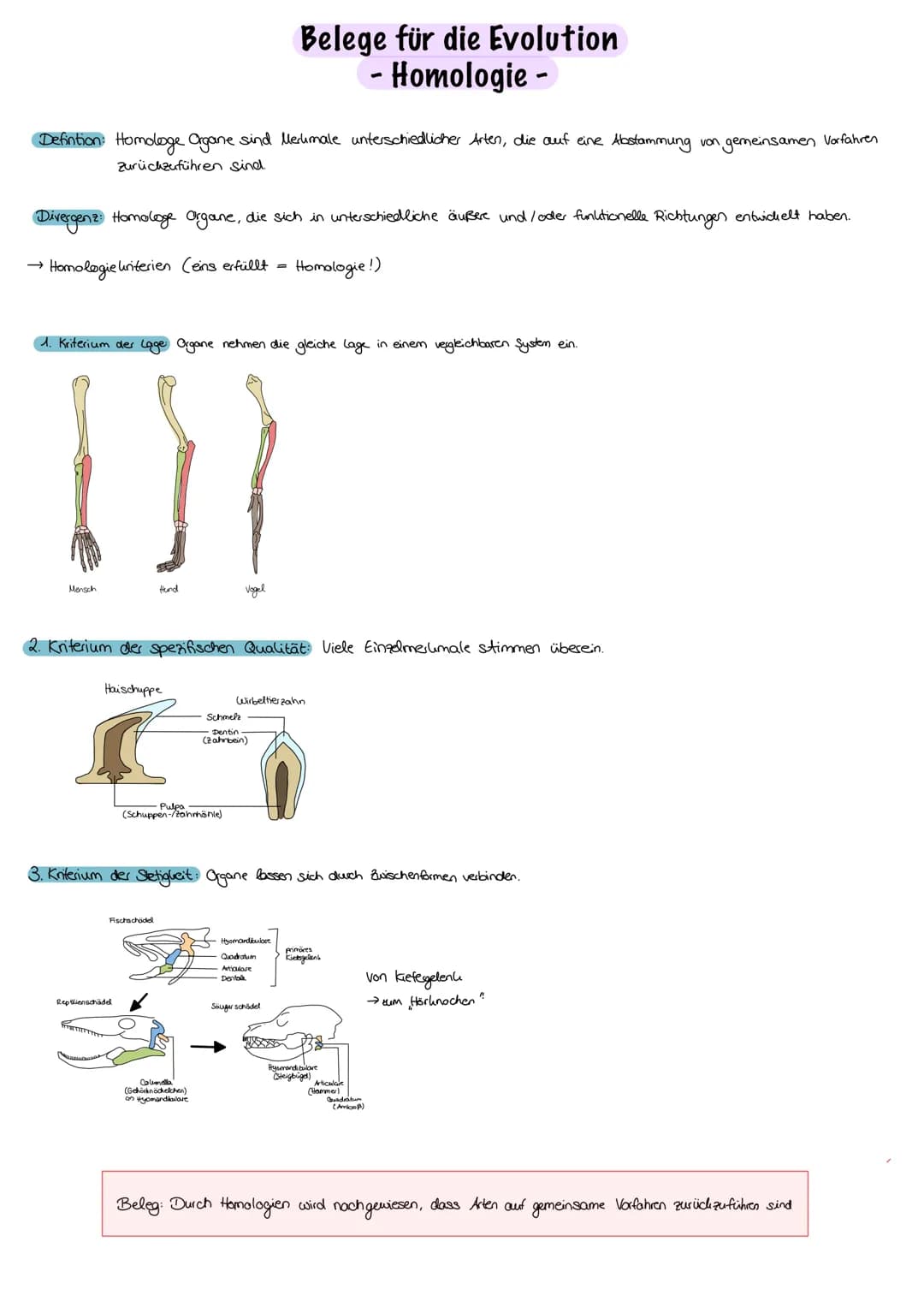 Evolution
Evolution:
nicht vom Menschen beabsichtigt, Anpassung an die Umweltbedingungen,
Entwicklung/Veränderung der phänotypischen Merkmal