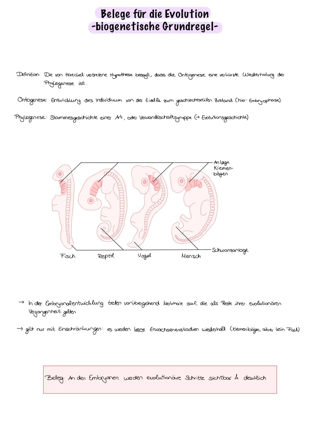 Evolution
Evolution:
nicht vom Menschen beabsichtigt, Anpassung an die Umweltbedingungen,
Entwicklung/Veränderung der phänotypischen Merkmal